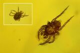 Fossil Flies, Mites And A Partial Centipede In Baltic Amber #163488-3